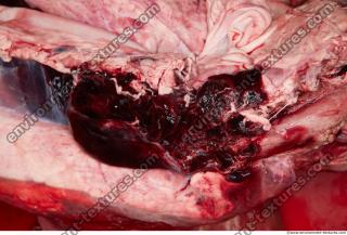 RAW meat pork viscera 0046